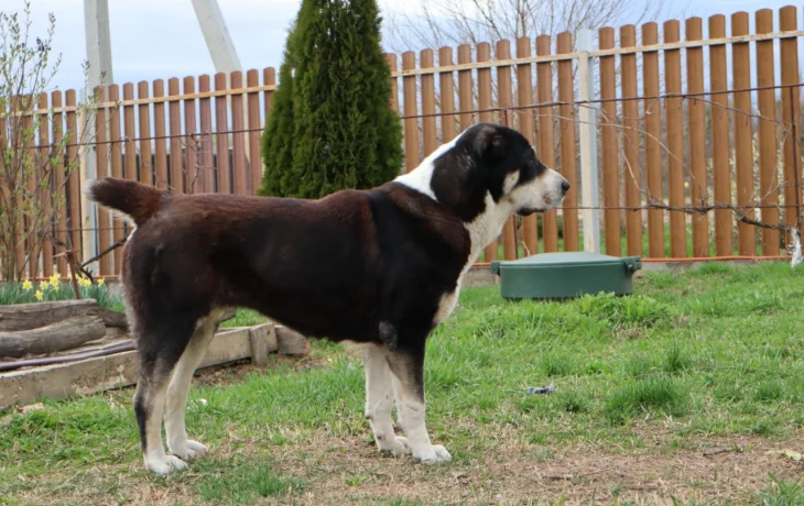От чемпионских кровей до ринга: путь алабая к победе на выставке От чемпионских кровей до ринга: путь алабая к победе на выставке